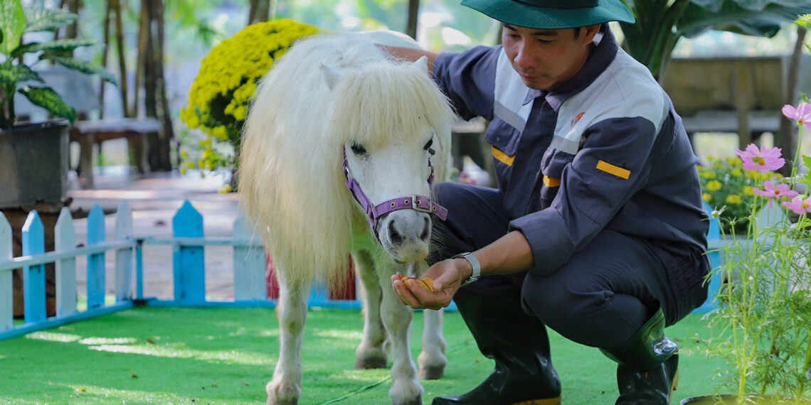 Du khách thích thú xem cặp ngựa lùn độc nhất vô nhị ở miền Tây du khach thich thu xem cap ngua lun doc nhat vo nhi o mien tay 204.jpg