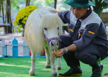 Du khách thích thú xem cặp ngựa lùn độc nhất vô nhị ở miền Tây du khach thich thu xem cap ngua lun doc nhat vo nhi o mien tay 204.jpg