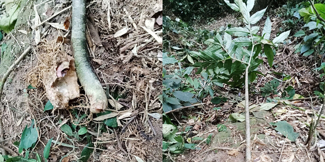 hai nguoi nhap vien sau khi an cu ray cu nua 1280.jpg