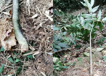 hai nguoi nhap vien sau khi an cu ray cu nua 1280.jpg