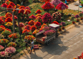 Làng hoa giấy đẹp mê ở Vĩnh Long dịp giáp Tết, khách vượt xa tới check-in lang hoa giay dep me o vinh long dip giap tet khach vuot xa toi check in 3236.jpg