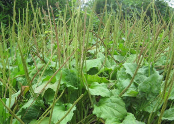 loai cay moc day ven duong duoc vi nhu khac tinh soi than 2202.jpeg