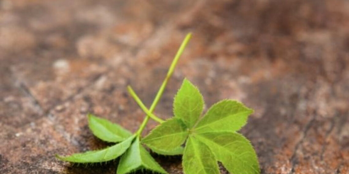 Loại cỏ ‘trường sinh’ giúp kiểm soát cân nặng, mỡ máu sau Tết loai co truong sinh giup kiem soat can nang mo mau sau tet 714.jpg