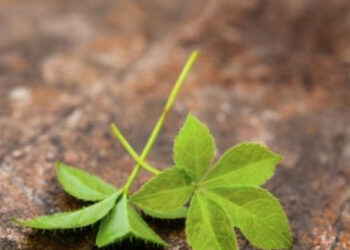 Loại cỏ ‘trường sinh’ giúp kiểm soát cân nặng, mỡ máu sau Tết loai co truong sinh giup kiem soat can nang mo mau sau tet 714.jpg