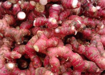 loai cu gia vi cay am tro thu chua day bung kho tieu 2327.jpg