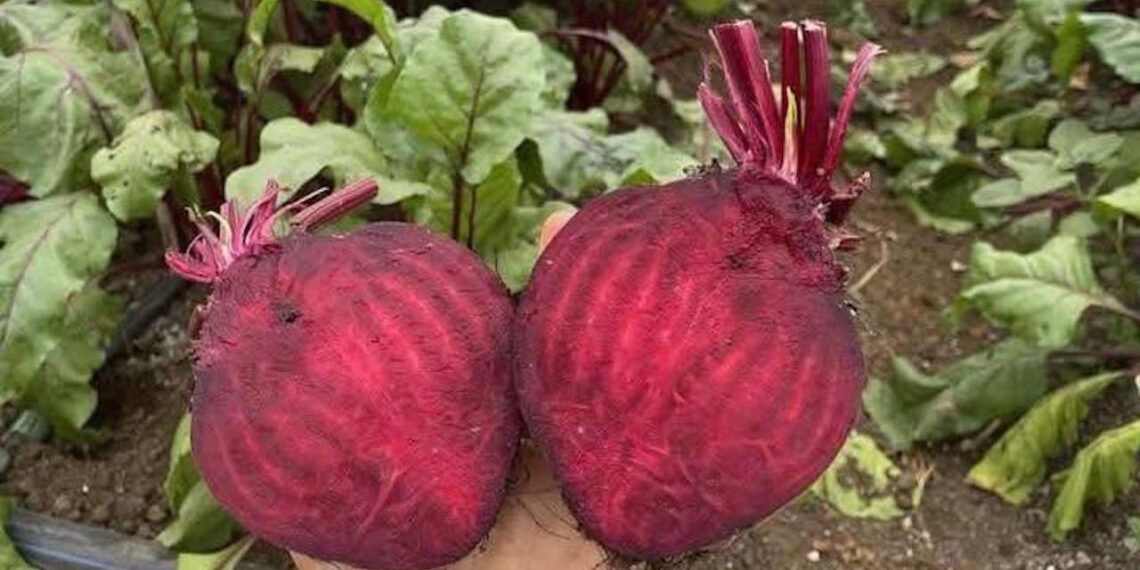 loai cu ho tro giai doc gan nhung 2 nhom nguoi khong nen su dung 1854.jpg