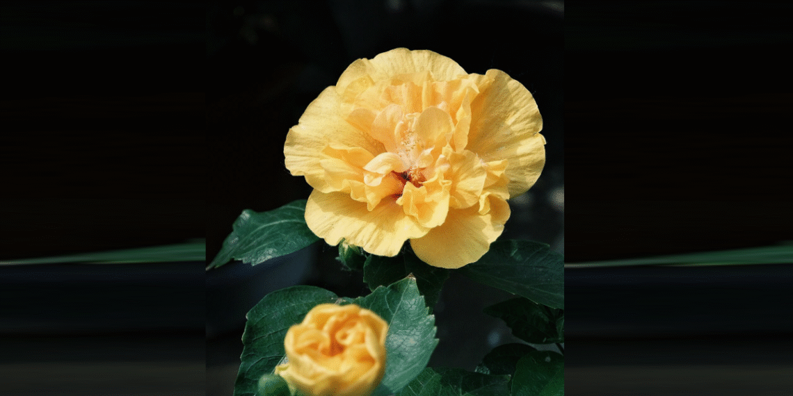 loai hoa duoc nha pho ua chuong de trong no ben giup khong gian them sinh khi 1038.png