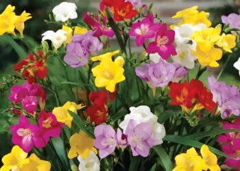 Loài hoa nhỏ đang xuất hiện ngày càng nhiều trong nhà phố, căn hộ cao cấp loai hoa nho dang xuat hien ngay cang nhieu trong nha pho can ho cao cap 212.jpg