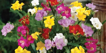 loai hoa nho dang xuat hien ngay cang nhieu trong nha pho can ho cao cap 212.jpg