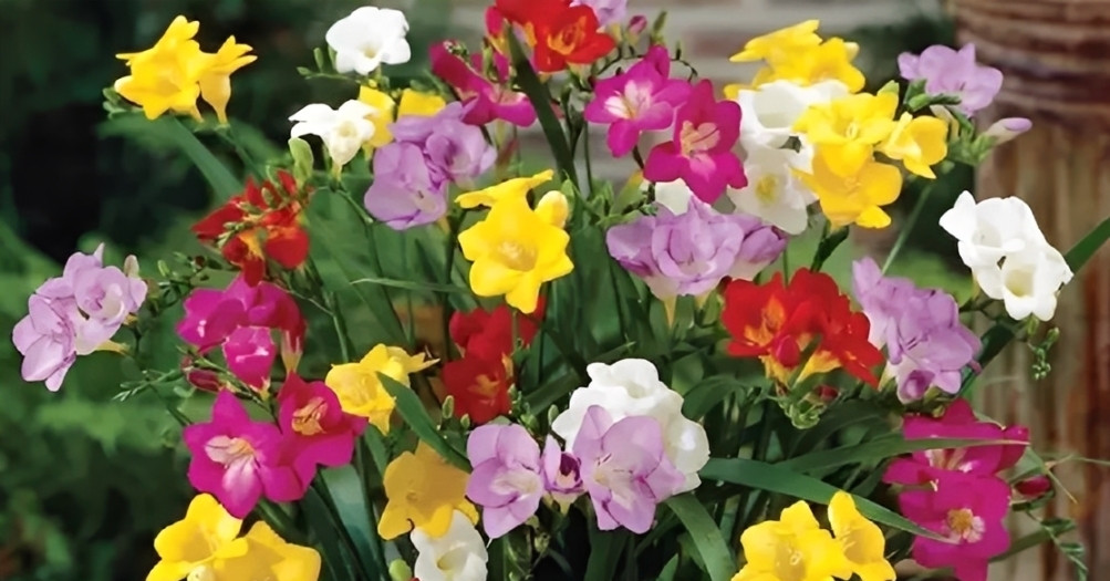 loai hoa nho dang xuat hien ngay cang nhieu trong nha pho can ho cao cap 212.jpg