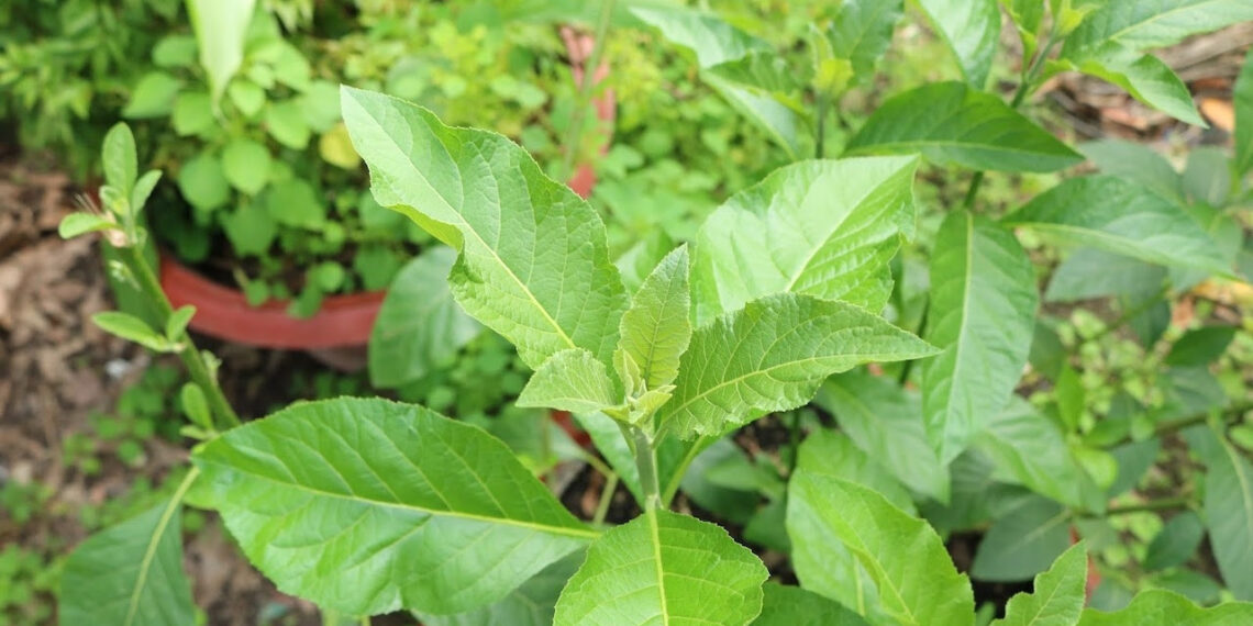 loai la nhieu nguoi an de tranh say ruou 983.jpg