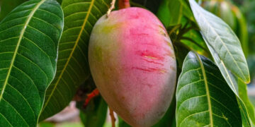 loai qua ban quanh nam o cho kich thich tieu hoa giam cang thang 454.jpg