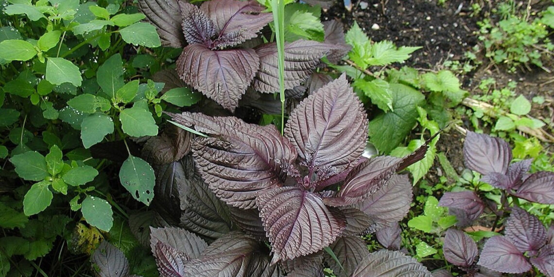 loai rau an goi ca hoi la bai thuoc giai cam cuc tot 337.jpg