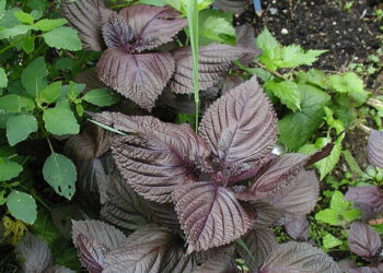 loai rau an goi ca hoi la bai thuoc giai cam cuc tot 337.jpg