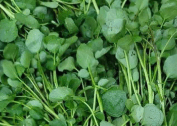 loai rau nhieu nguoi viet ne nhung my xep ngoi sao dinh duong 2195.png