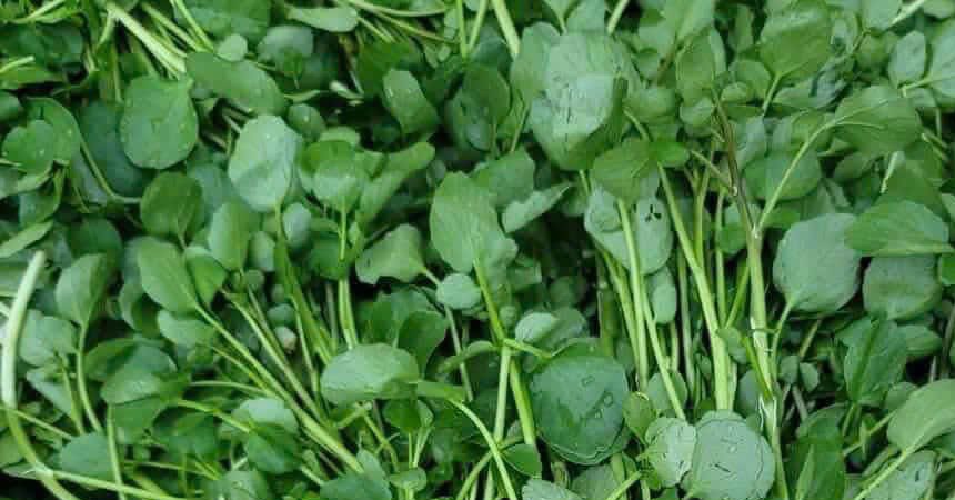 Cải xoong nhiều người Việt 'né' nhưng Mỹ xếp ngôi sao dinh dưỡng loai rau nhieu nguoi viet ne nhung my xep ngoi sao dinh duong 2195.png