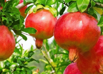 5 loại cây trồng trước cửa để giữ bình an, rước tài lộc về nhà nguoi xua chon 5 loai cay trong truoc cua de giu binh an ruoc tai loc ve nha 1457.png