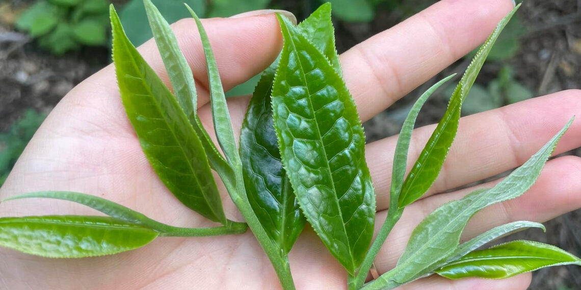 nhung nhom nguoi than trong khi uong tra xanh 2182.jpg