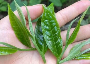 nhung nhom nguoi than trong khi uong tra xanh 2182.jpg