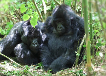 nu du khach viet trai nghiem tour xa xi o chau phi doi mat quai thu 220kg 2985.jpg