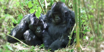 nu du khach viet trai nghiem tour xa xi o chau phi doi mat quai thu 220kg 2985.jpg