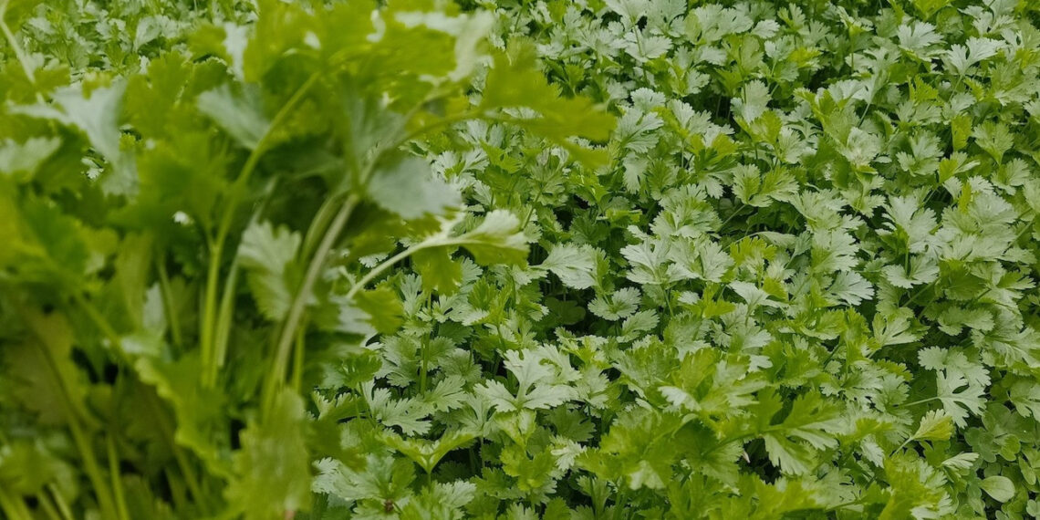 Rau mùi, gia vị nhỏ giúp 'nhẹ bụng' sau mỗi bữa tiệc Tết rau mui giup nhe bung sau moi bua tiec tet 934.jpg