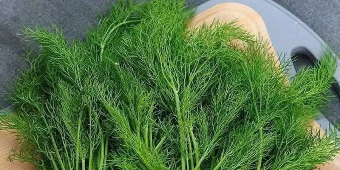 thi la rau gia vi quen thuoc nhu chat dieu hoa tieu hoa 1446.jpg