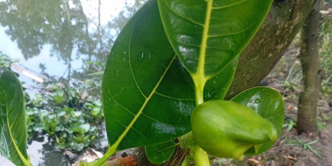 thuc hu kha nang chong say ruou cua la mit 250.jpg