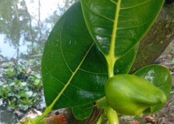 thuc hu kha nang chong say ruou cua la mit 250.jpg