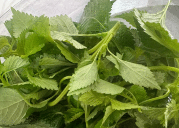 Top các loại gia vị giúp cơ quan tiêu hóa khỏe mạnh sau Tết top cac loai gia vi giup co quan tieu hoa khoe manh sau tet 2069.png