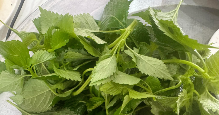 Top các loại gia vị giúp cơ quan tiêu hóa khỏe mạnh sau Tết top cac loai gia vi giup co quan tieu hoa khoe manh sau tet 2069.png