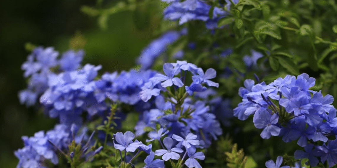 Trồng hoa Lãn ông đúng cách để không gian sống thanh nhã và cân bằng phong thủy trong hoa lan ong dung cach de khong gian song thanh nha va can bang phong thuy 1066.png