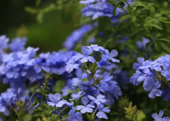 trong hoa lan ong dung cach de khong gian song thanh nha va can bang phong thuy 1066.png