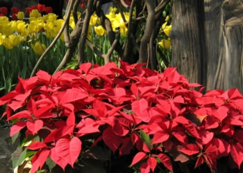 Trưng hoa Trạng nguyên ngày Tết: Bí quyết mang cát tường, may mắn vào nhà trung hoa trang nguyen ngay tet bi quyet mang cat tuong may man vao nha 2061.jpg