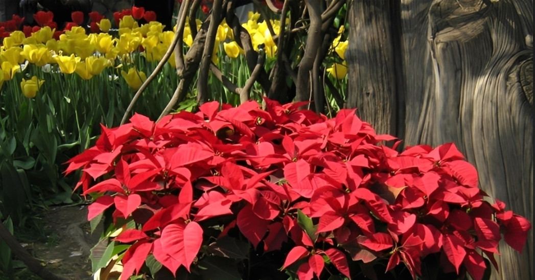 Trưng hoa Trạng nguyên ngày Tết: Bí quyết mang cát tường, may mắn vào nhà trung hoa trang nguyen ngay tet bi quyet mang cat tuong may man vao nha 2061.jpg