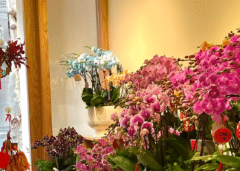 vi sao hoa lan len ngoi dip tet xuat hien nhieu trong nha pho chung cu 3372.png