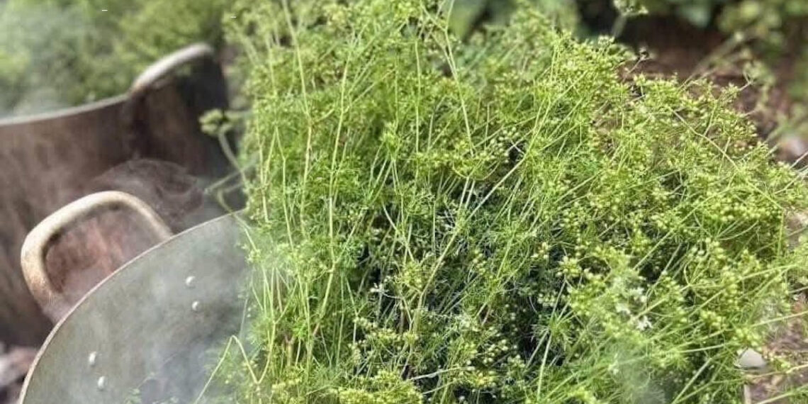 Xông lá mùi già ngày Tết, không phải ai cũng nên làm xong la mui gia ngay tet khong phai ai cung nen lam 930.jpg