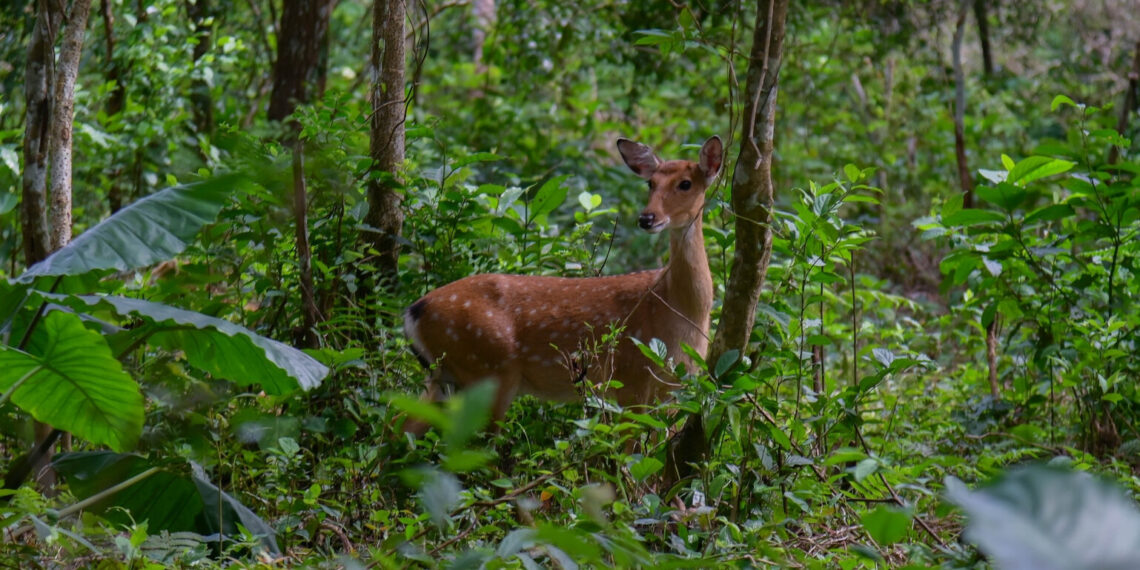 2 con hươu sao 'đấu võ' ở Vườn quốc gia Cúc Phương gây sốt mạng 2 con huou sao dau vo o vuon quoc gia cuc phuong gay sot mang 2216.jpg