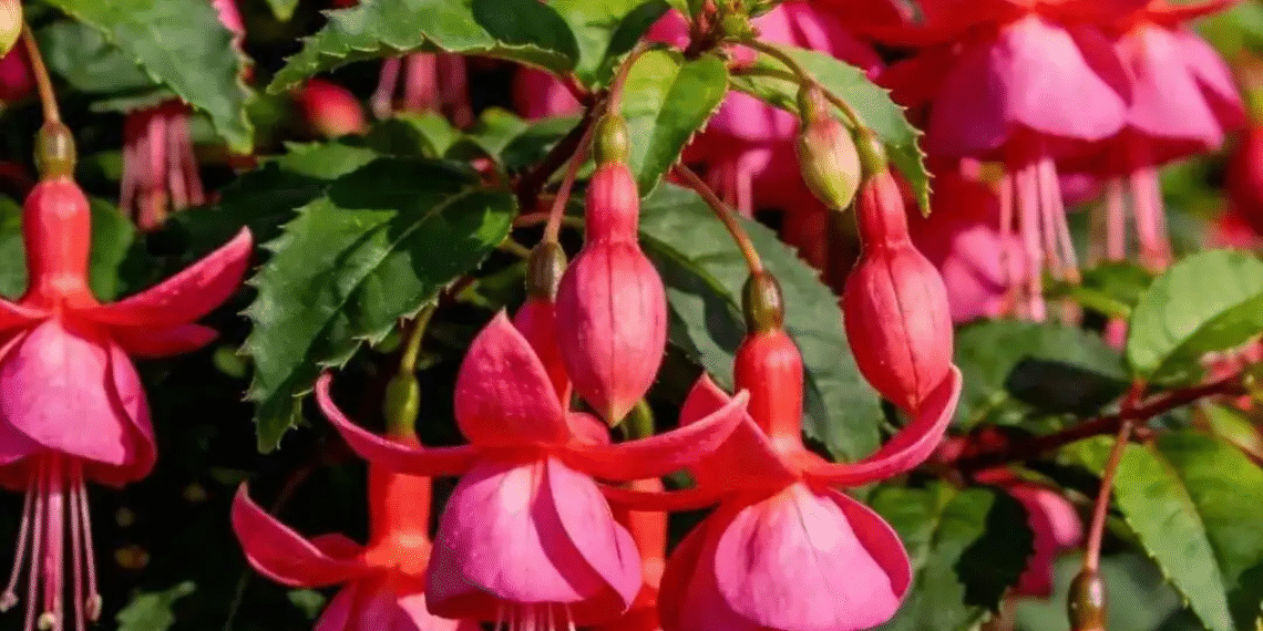 3 chau cay nho xinh hut tai loc khien goc ban va can ho bung sang 224.png