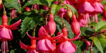 3 chau cay nho xinh hut tai loc khien goc ban va can ho bung sang 224.png