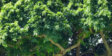 3 loai cay quen thuoc nhung nhieu nguoi tranh trong trong nha 2315.jpg