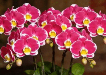 4 cay canh hut tai loc duoc dan buon san lung co loai nhu kho vang mini 2014.png