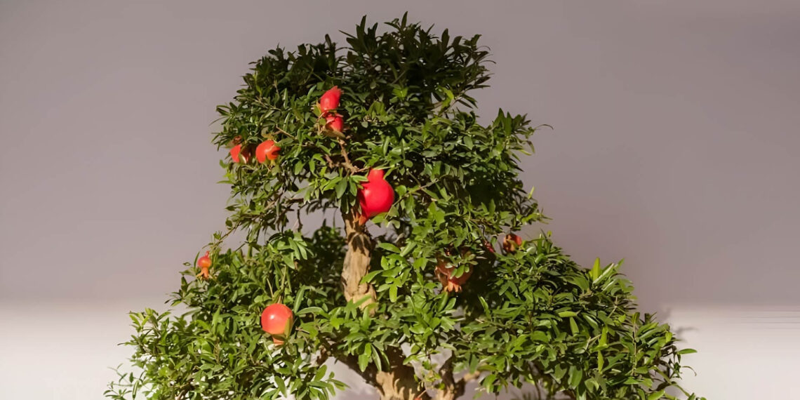 4 chau bonsai nho xinh vua lam canh vua hut tai loc cho can ho 2959.jpg