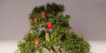 4 chau bonsai nho xinh vua lam canh vua hut tai loc cho can ho 2959.jpg