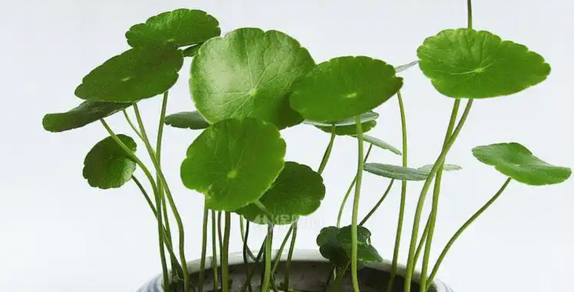 5 loai cay nho ma co vo de trong hut tai loc giup khong gian bung suc song 2111.png