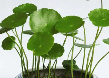 5 loại cây ‘nhỏ mà có võ’: Dễ trồng, hút tài lộc, giúp không gian bừng sức sống