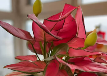 5 loai cay trong nha neu bat ngo no hoa nhieu nguoi tin rang tai loc sap den 239.jpg