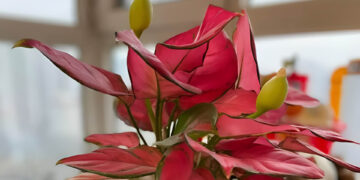 5 loai cay trong nha neu bat ngo no hoa nhieu nguoi tin rang tai loc sap den 239.jpg