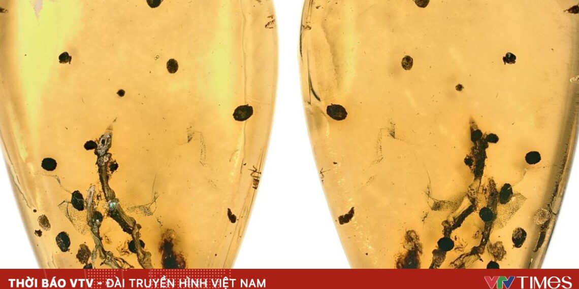 Hé lộ manh mối về nguồn gốc của bệnh u xương 9fb1cdeb 0ee5 4f64 a0e1 f6f2dd2eb39b 67604001897739500137564 50817907191172328855367.jpeg