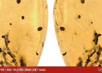 9fb1cdeb 0ee5 4f64 a0e1 f6f2dd2eb39b 67604001897739500137564 50817907191172328855367.jpeg